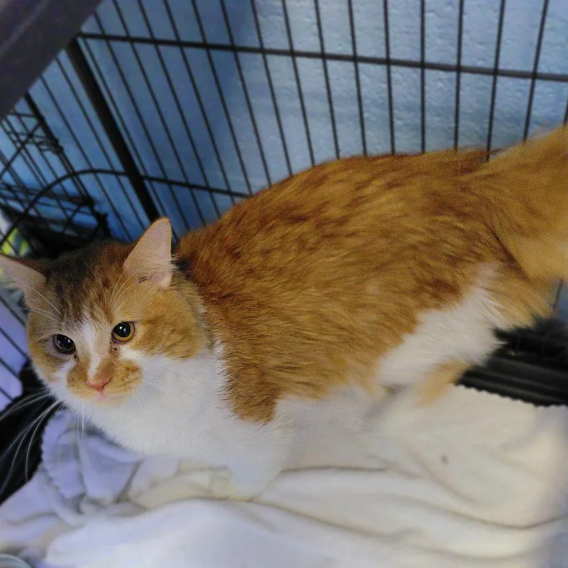 Apricot thumbnail 2