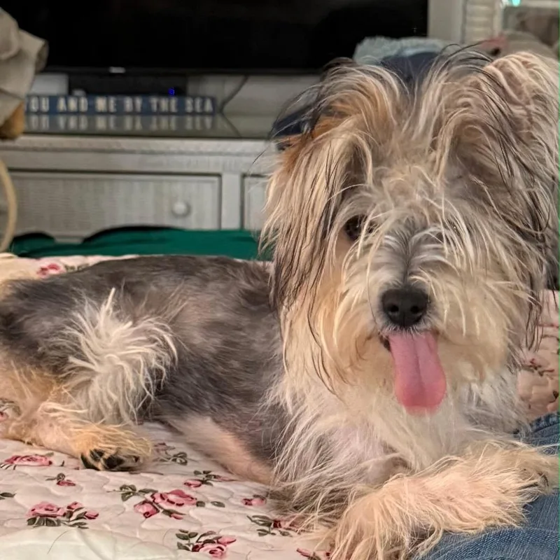 A young small-sized male Yellow / Tan / Blond / Fawn Yorkshire Terrier dog named Harry for adoption in Hinesville, GA