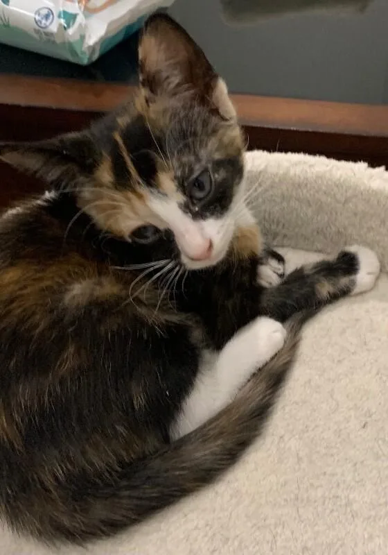 A baby medium-sized female Black Tortoiseshell cat named Samoa Snack Pack for adoption in Anthem, AZ