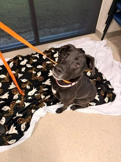 An adult medium-sized female Labrador Retriever dog named Paisley for adoption in Fayetteville, AR
