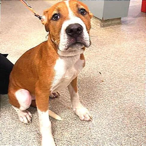 A baby small-sized male Brown / Chocolate Mixed Breed dog named Blue Bell for adoption in Jacksonville, FL