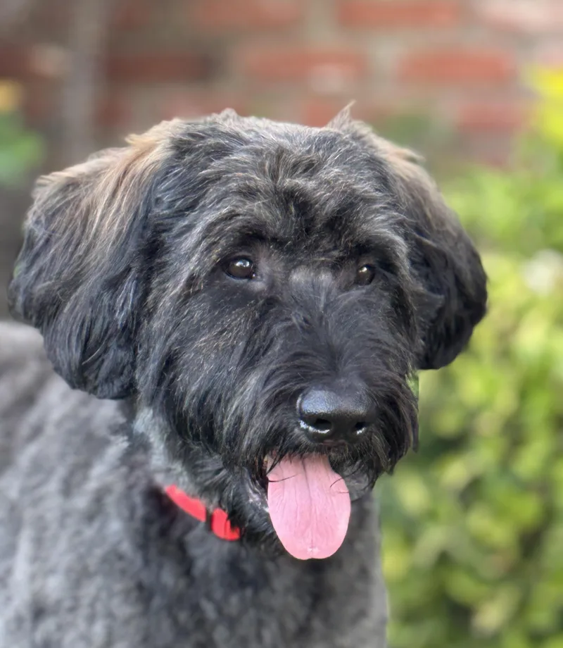 A young large-sized male Giant Schnauzer dog named Arnie for adoption in Van Nuys, CA