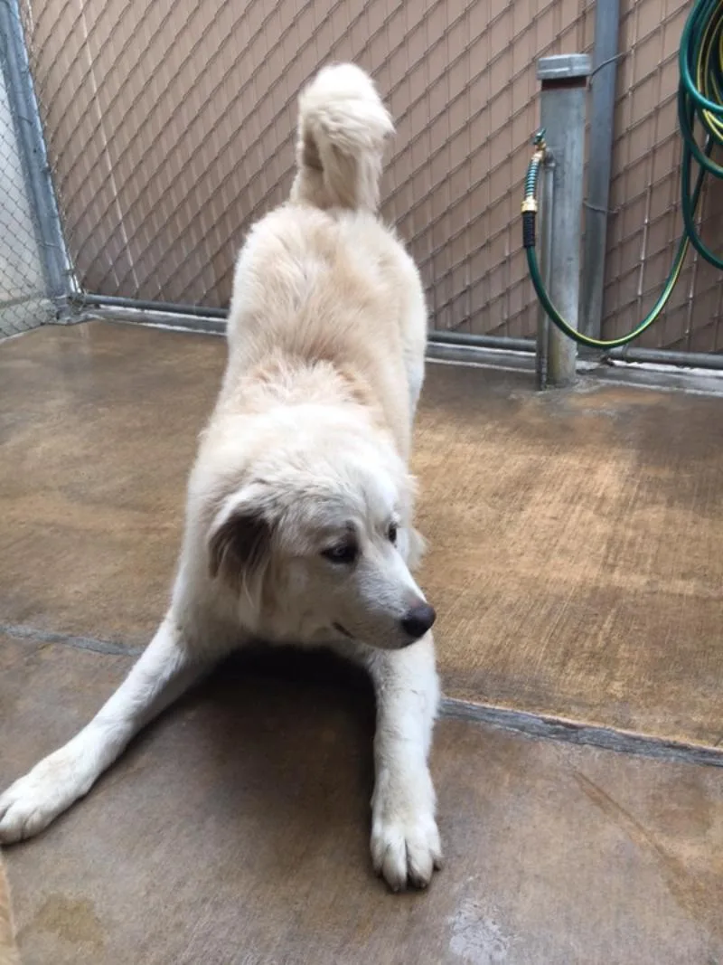 An adult large-sized female White / Cream Great Pyrenees dog named Fitness for adoption in San Bernardino, CA