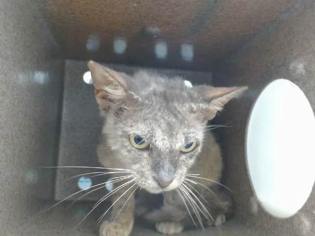 A young small-sized female Domestic Short Hair cat named Serendipity for adoption in Orlando, FL