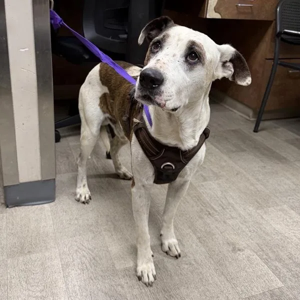An adult medium-sized male Pit Bull Terrier dog named Houndini for adoption in San Diego, CA