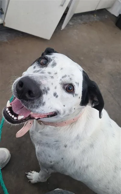 An adult large-sized female Mixed Breed dog named Rosario for adoption in Dallas, TX