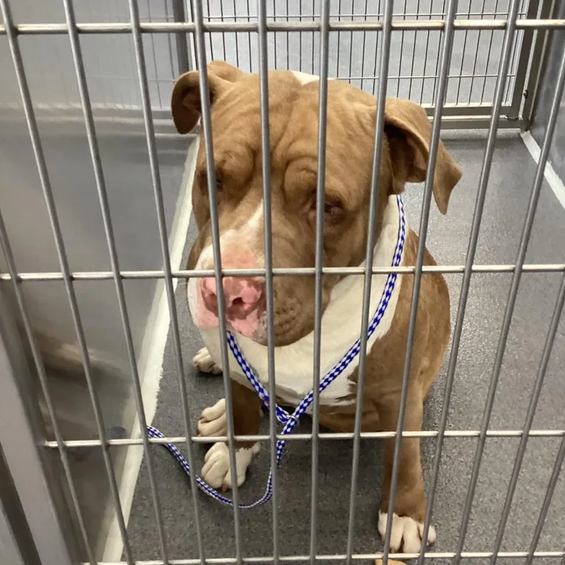 An adult large-sized male Brown / Chocolate Pit Bull Terrier dog named Bam Bam for adoption in Montgomery, AL