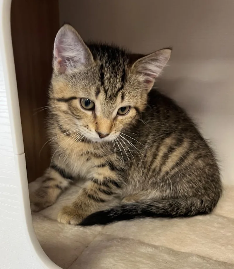 A baby small-sized male Domestic Short Hair cat named Colton for adoption in Fond Du Lac, WI