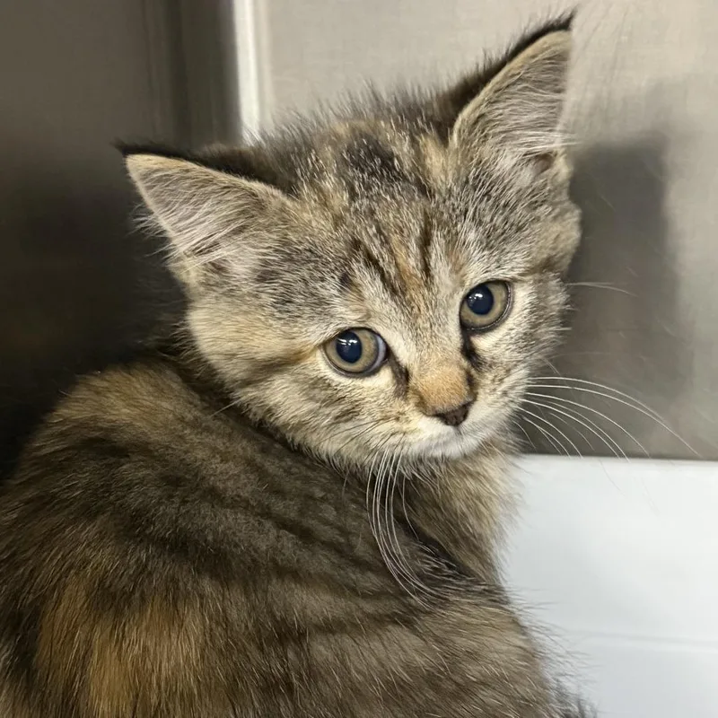 A baby small-sized female Torbie Domestic Medium Hair cat named Fae for adoption in Falls Church, VA