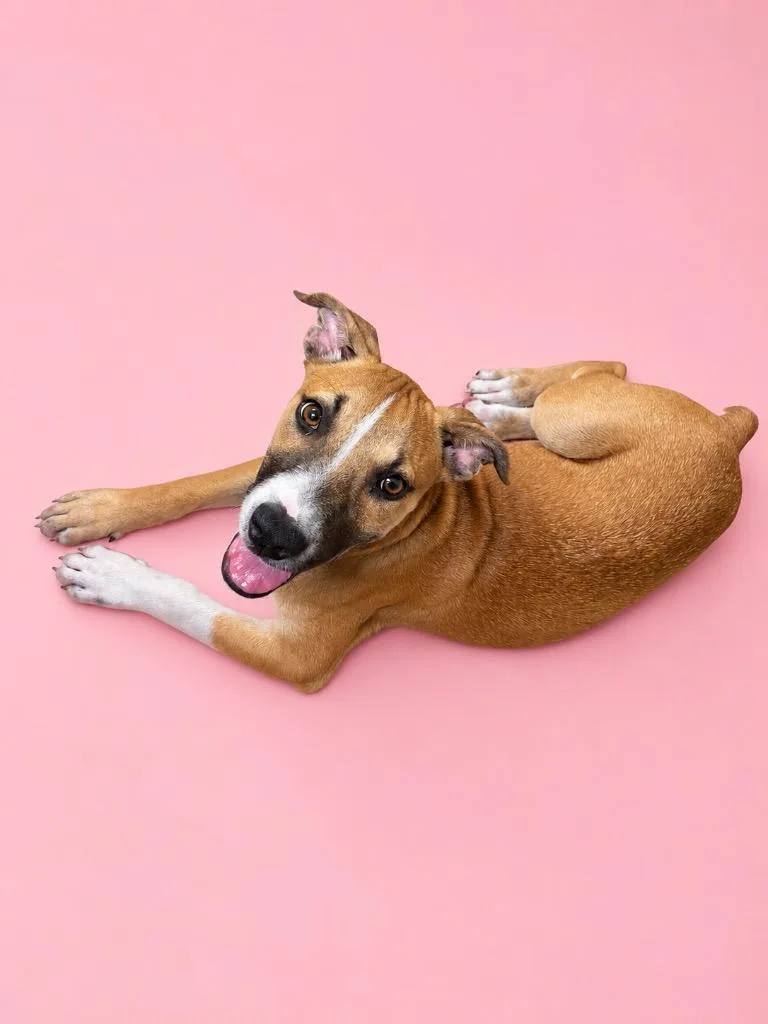 A baby small-sized female Terrier dog named Daisy for adoption in Wauchula, FL