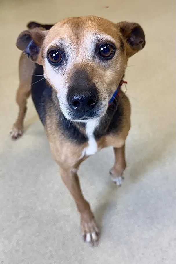 Jellybean thumbnail 2