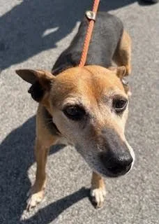 Jellybean thumbnail 3