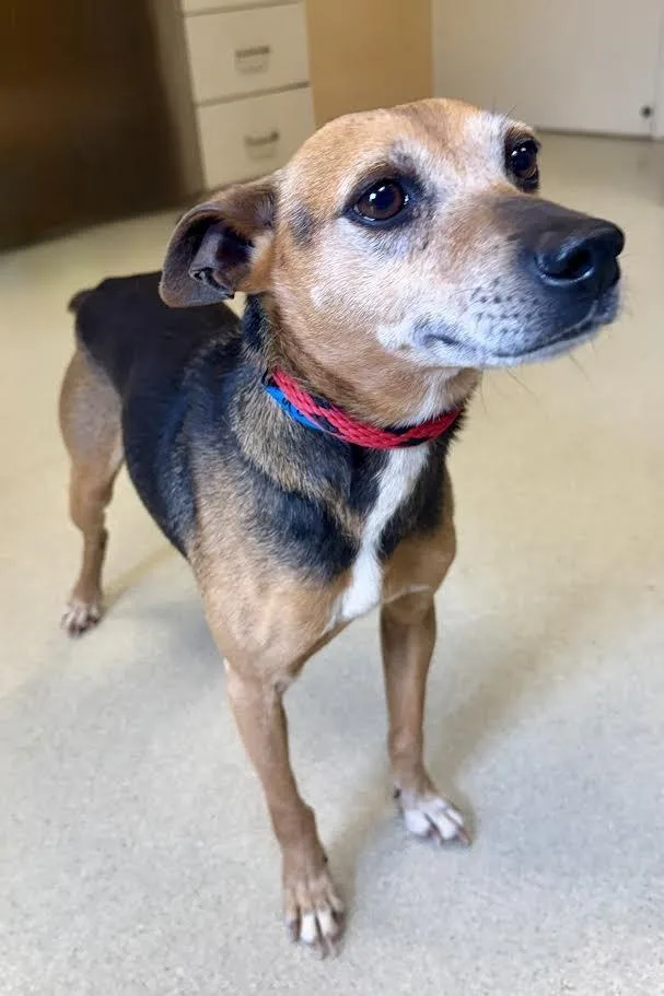 Jellybean thumbnail 4