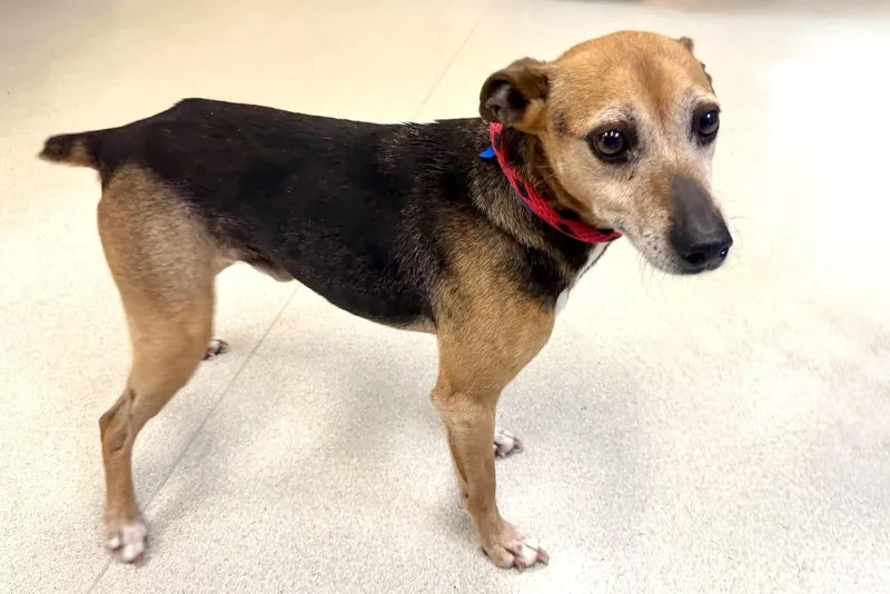 Jellybean thumbnail 5