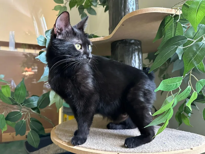 An adult medium-sized female Black Burmese cat named Renate for adoption in Enfield, CT