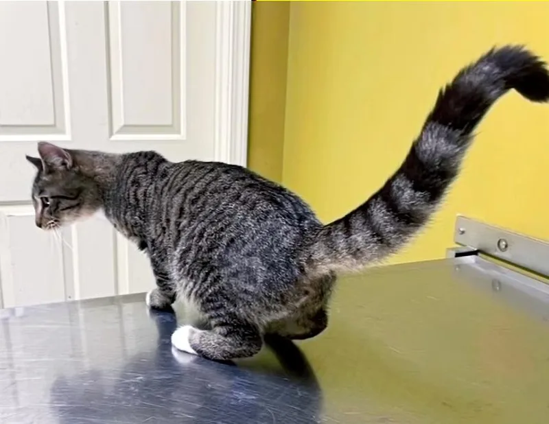 Skittles thumbnail 4