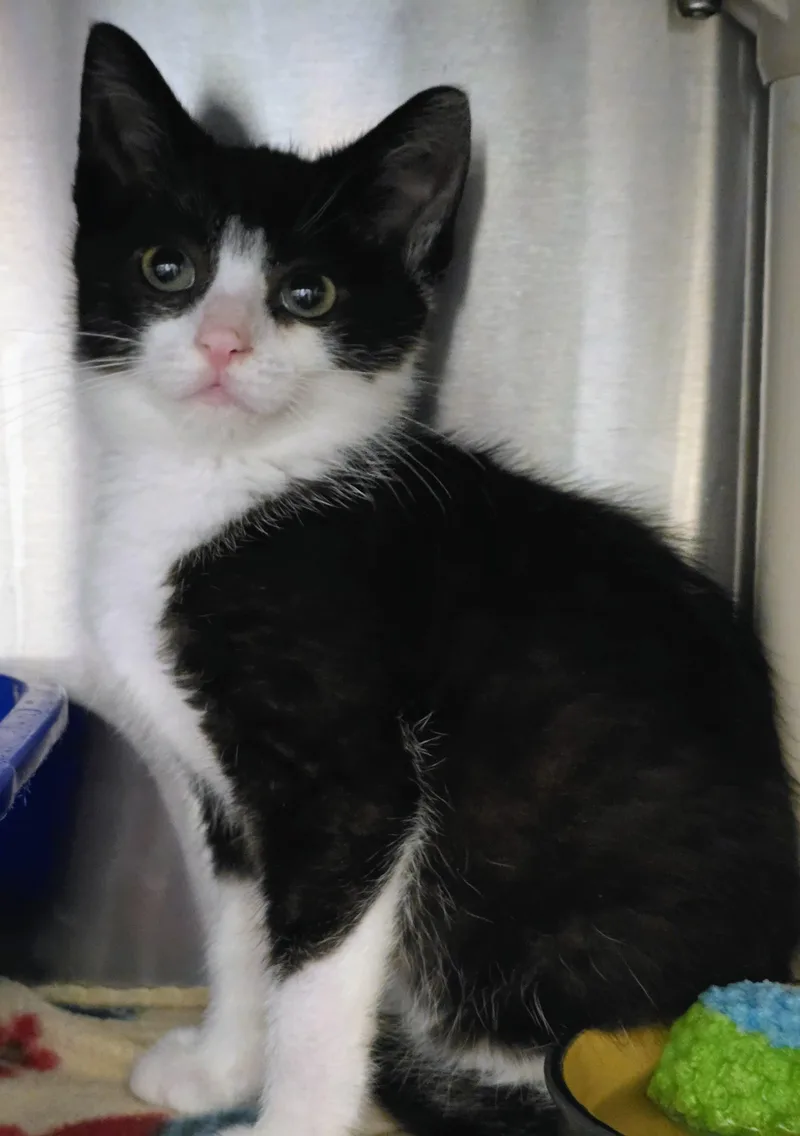 A baby medium-sized female Black Domestic Short Hair cat named Summer for adoption in Amityville, NY