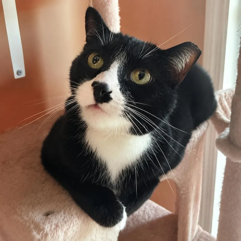 An adult large-sized male Black & White / Tuxedo Domestic Short Hair cat named Craig for adoption in Chicago, IL