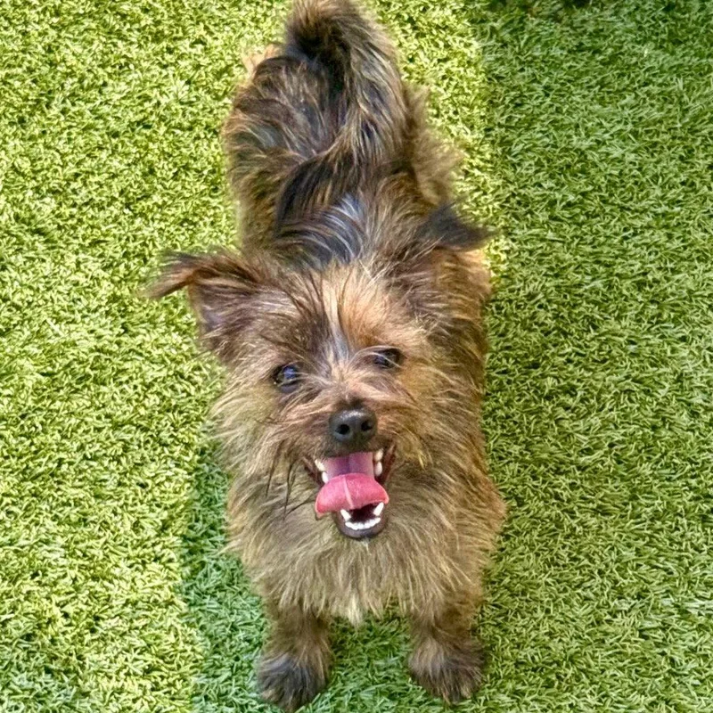 A baby small-sized female Cairn Terrier dog named Valentina for adoption in Bloomfield, CT
