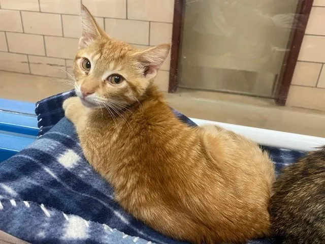 A baby small-sized male Domestic Short Hair cat named Hawaiian Roll for adoption in Fort Wayne, IN