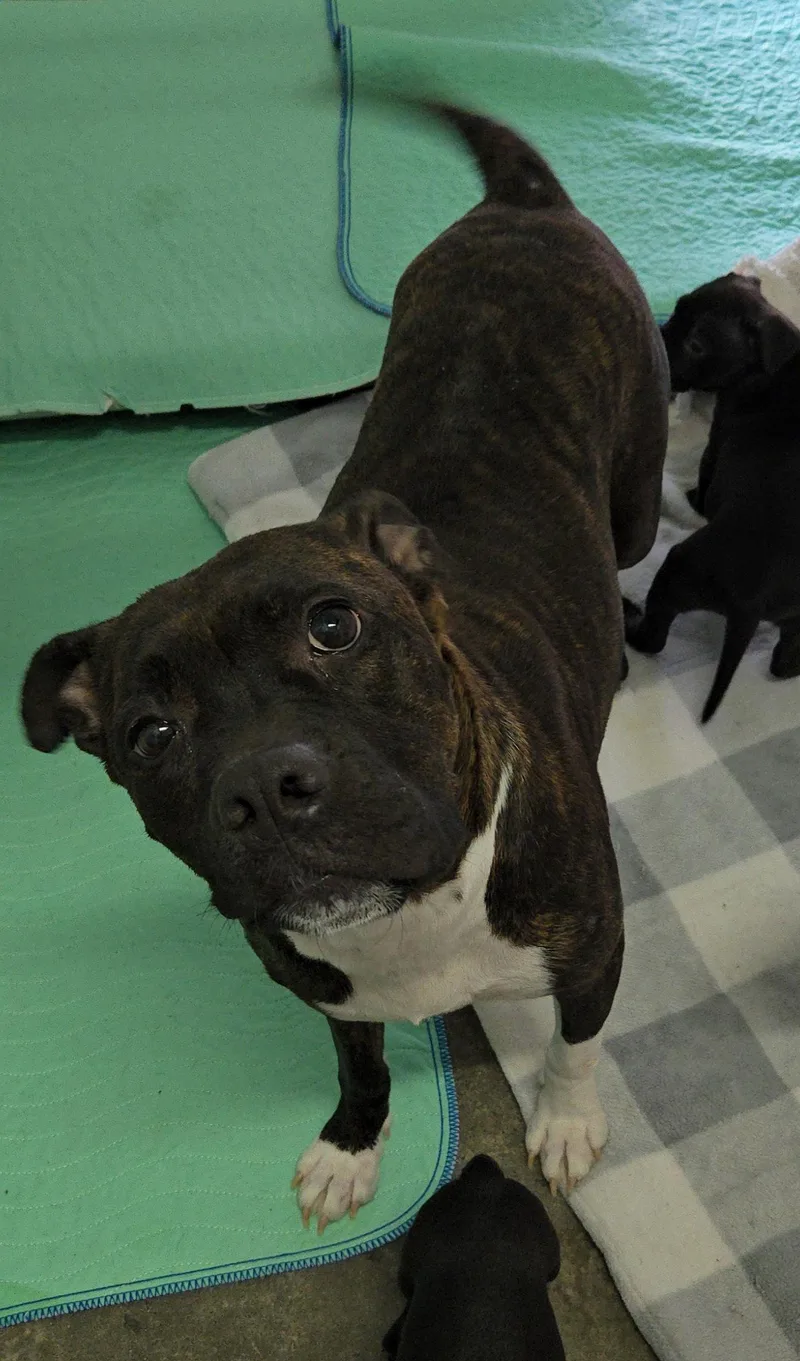 An adult medium-sized female Boxer dog named Princess for adoption in Estherville, IA