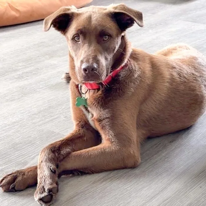 An adult medium-sized male Labrador Retriever dog named Chaco for adoption in Toledo, OH