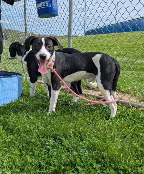 A young large-sized male Labrador Retriever dog named Thingy for adoption in Lancaster, OH