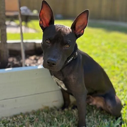 An adult medium-sized male Black Mixed Breed dog named Bubba Gump Fka Buddy for adoption in Houston, TX