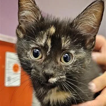 A baby small-sized female Black Domestic Short Hair cat named Saffron for adoption in Cedar Rapids, IA