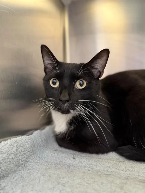 A young medium-sized female Domestic Short Hair cat named Morgan for adoption in Brighton, CO