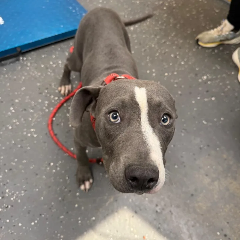 A young medium-sized male Gray / Blue / Silver Mixed Breed dog named Davey Jones for adoption in Columbiana, AL