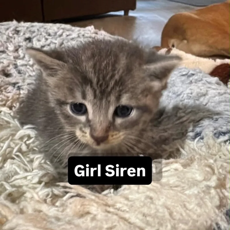 Siren thumbnail 4
