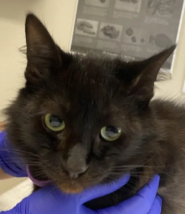 An adult medium-sized female Domestic Long Hair cat named Yoru for adoption in Escondido, CA