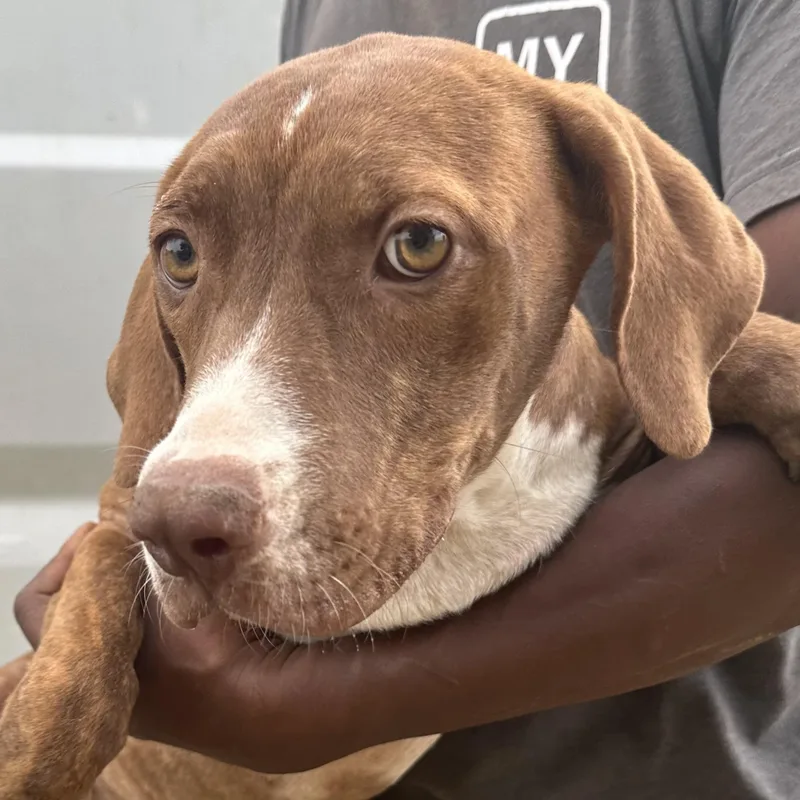 A baby medium-sized male Brown / Chocolate Labrador Retriever dog named Durango  Local Sept for adoption in Brookshire, TX