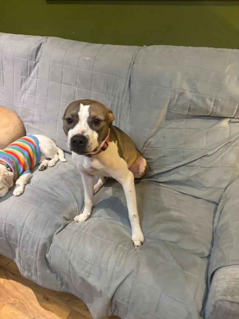 Wilson Courtesy Listing