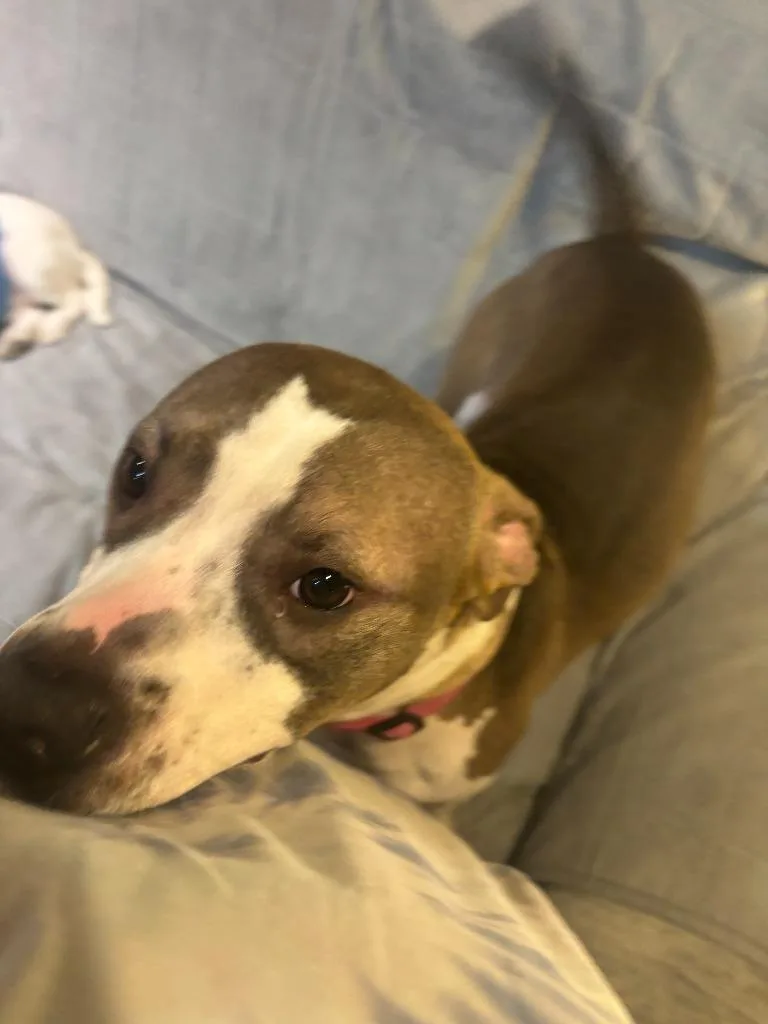 Wilson Courtesy Listing thumbnail 5