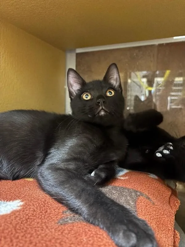 A young medium-sized male Black Domestic Short Hair cat named Stovetop for adoption in Fort Collins, CO