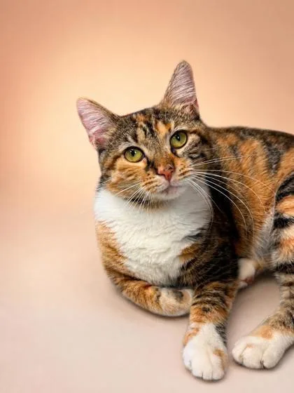 An adult large-sized female Domestic Short Hair cat named Frisky for adoption in Bowling Green, KY