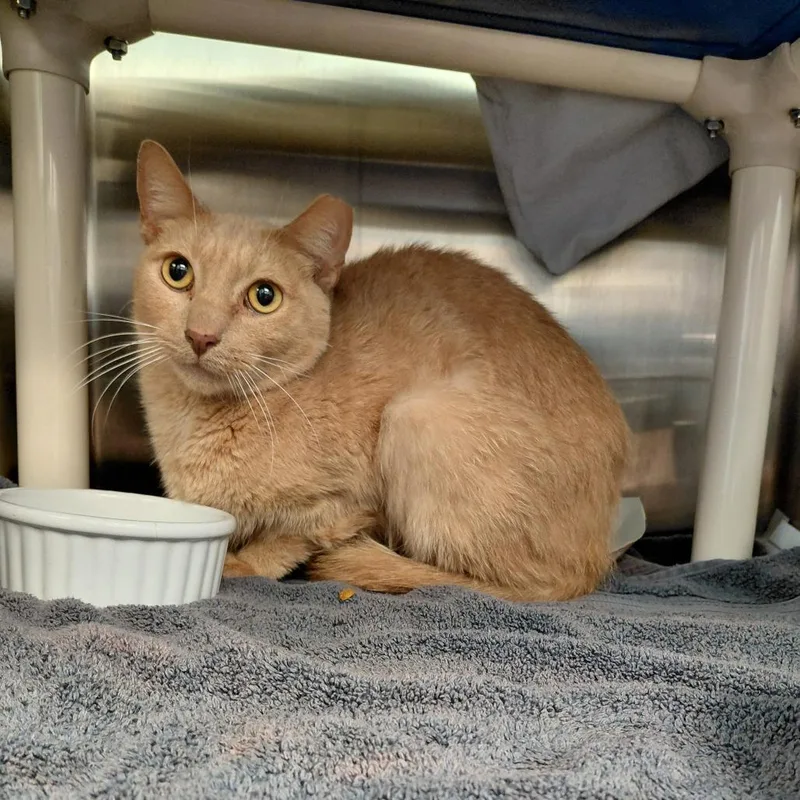 An adult medium-sized male Orange / Red Domestic Short Hair cat named Simba for adoption in Philadelphia, PA