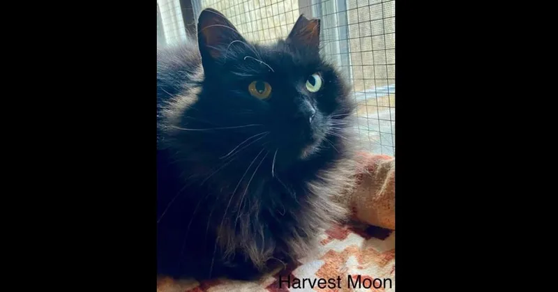 Harvest Moon thumbnail 2