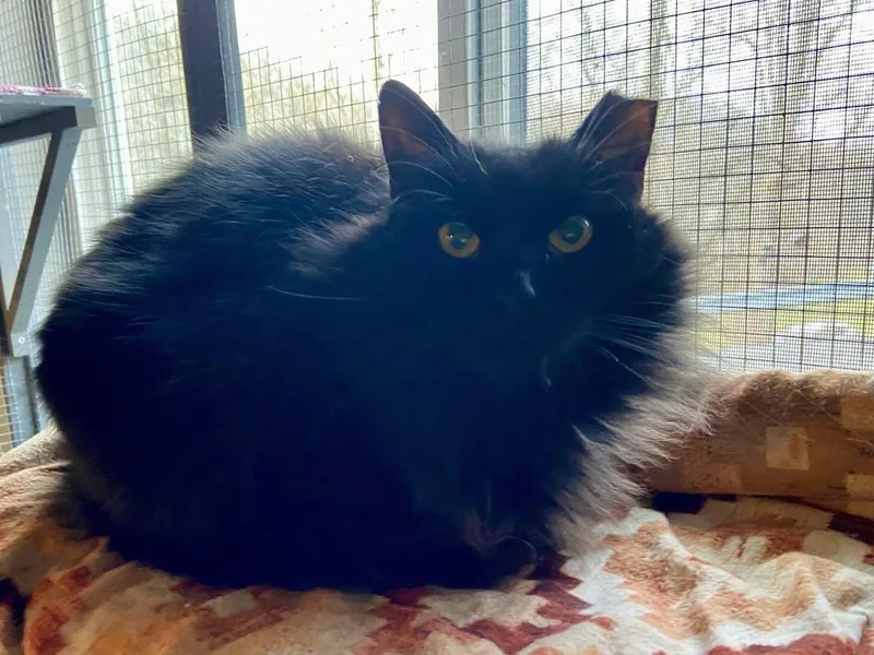 Harvest Moon thumbnail 3