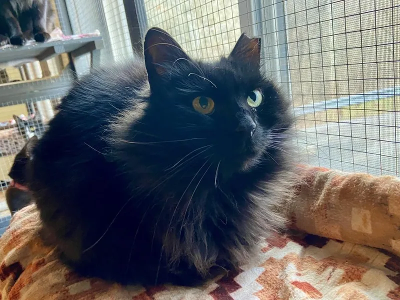 Harvest Moon thumbnail 4