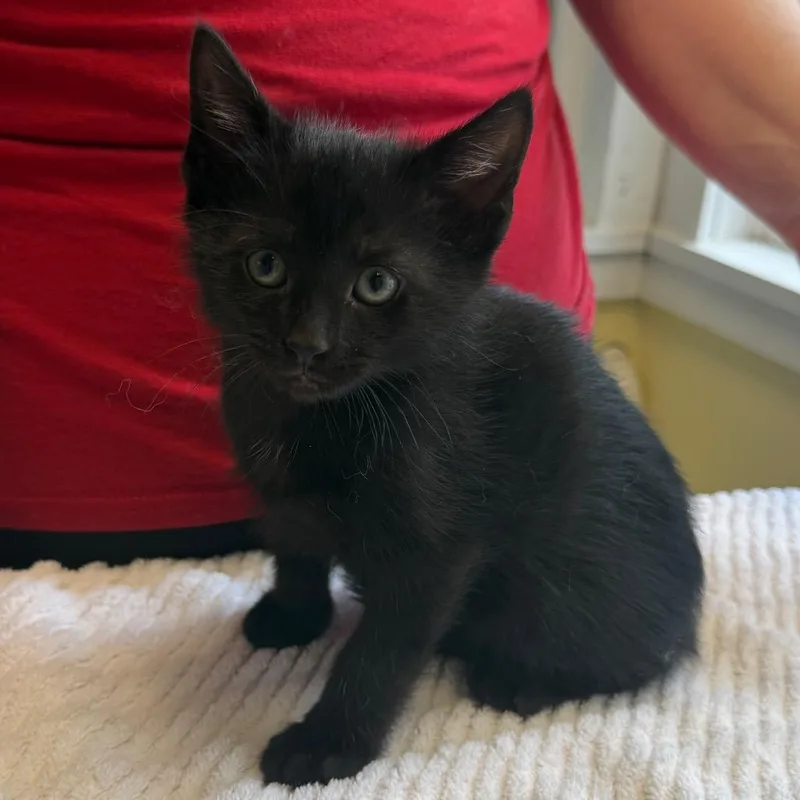 A baby small-sized male Black Domestic Short Hair cat named Burns for adoption in East Smithfield , PA