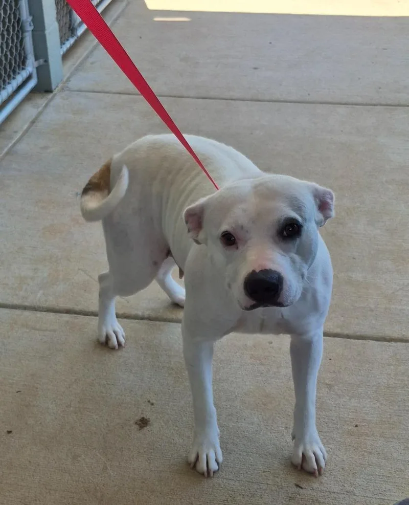 An adult large-sized female Staffordshire Bull Terrier dog named Jenna J. for adoption in East Ridge, TN