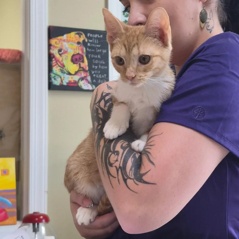 A baby medium-sized female Orange & White Tabby cat named Alicent for adoption in Clarksville, VA