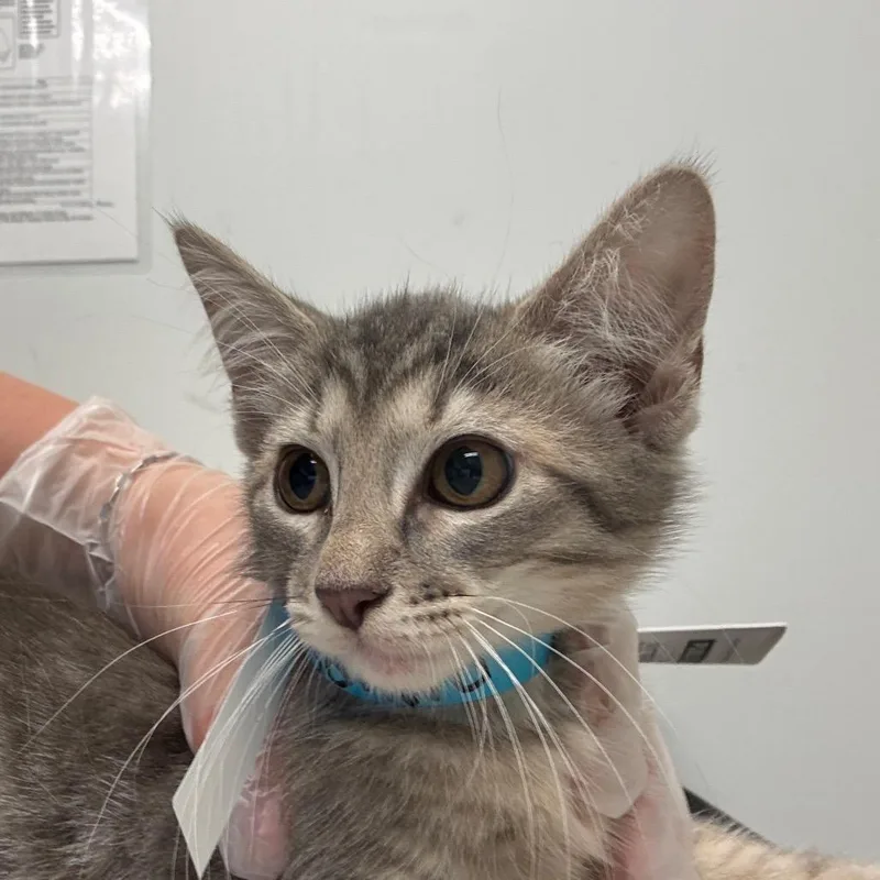 A baby small-sized female Gray / Blue / Silver Domestic Short Hair cat named Sakura for adoption in Jacksonville, FL