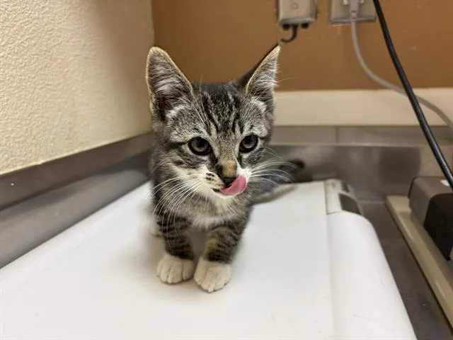 A baby small-sized female Domestic Short Hair cat named Thelma for adoption in Fairfield, CA
