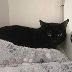 An adult medium-sized male Black Domestic Short Hair cat named Lava Cake for adoption in Phoenixville, PA