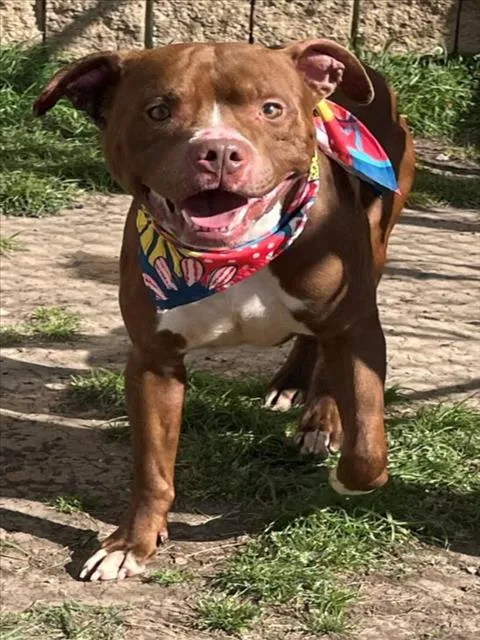 An adult medium-sized male Pit Bull Terrier dog named Maximus for adoption in Tulsa, OK