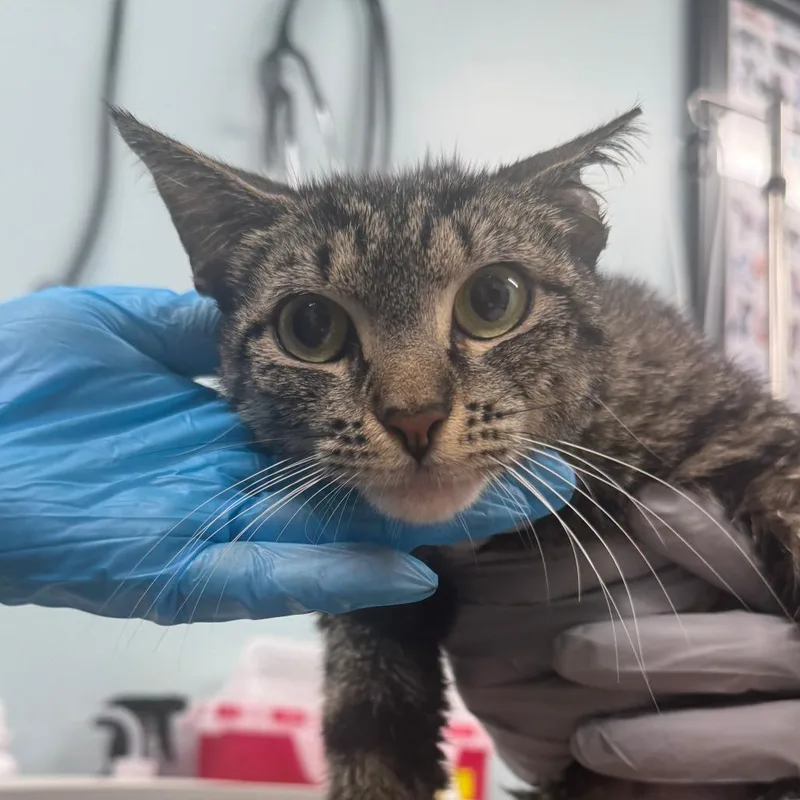 A young medium-sized female Brown / Chocolate Domestic Short Hair cat named Prada for adoption in Hamburg, NY